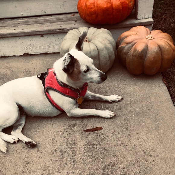 Meet your Posher, Iris - Picture 2 of 4